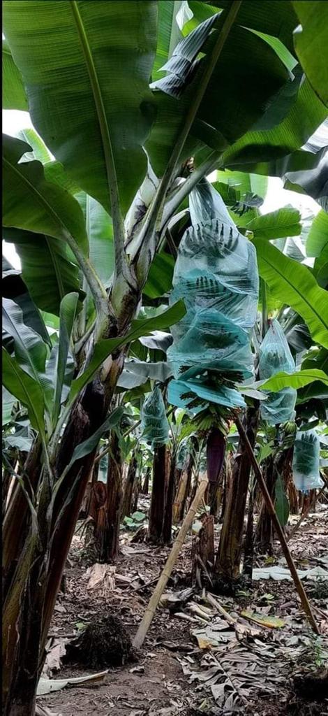 Racimos de banana protegidos