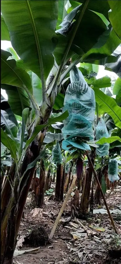 Racimos de banana protegidos en campo
