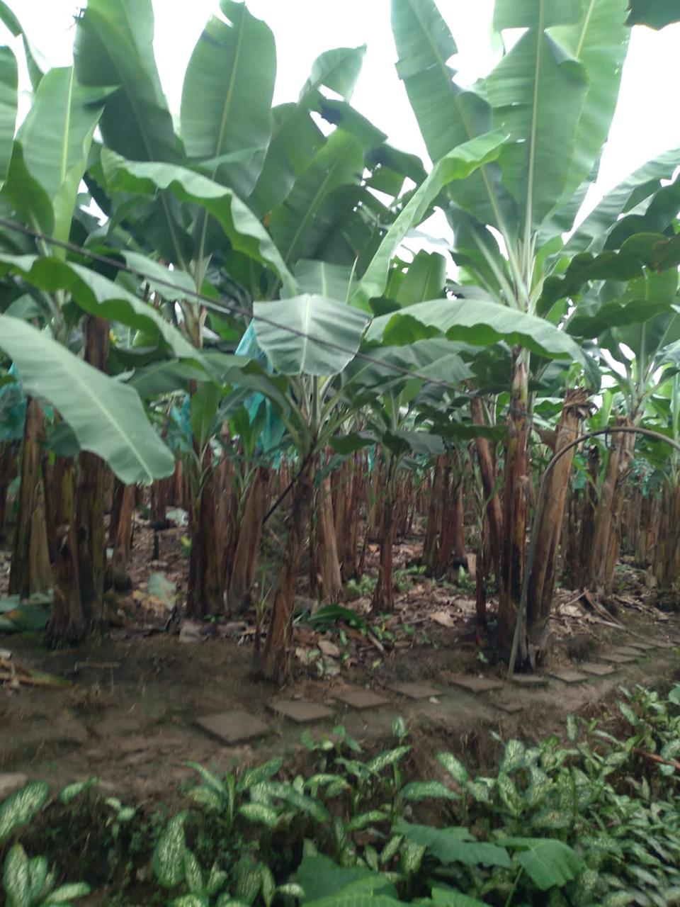 Cultivo de banana en Labranza Corp