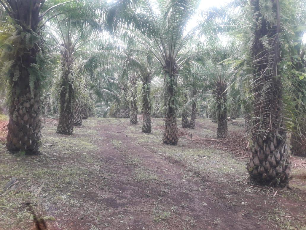 Plantacion de palma