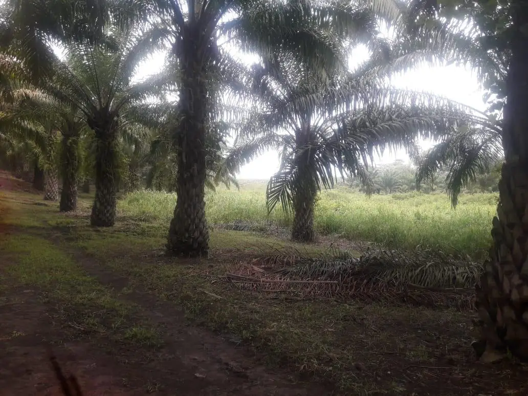 Plantacion de palma